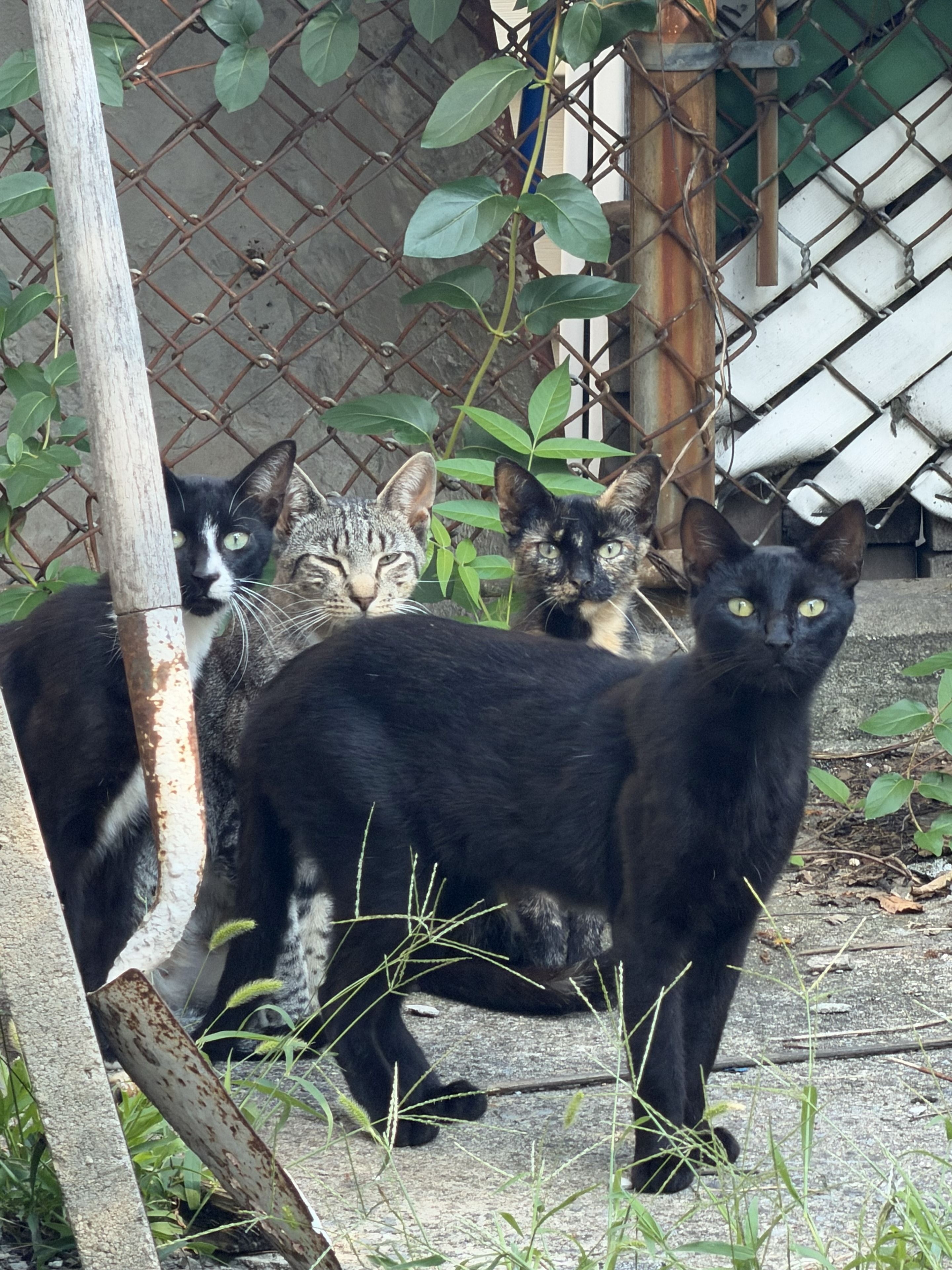 CJS Community Cat Project — Love for Feral Lives